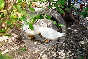 Geese, chicken and ducks in the bird`s yard. photo