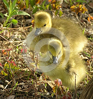 Geese Chicks