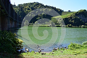 geese colony in Bullay, DoppestockbrÃ¼cke and steep vineyards on the Alf side