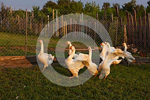 Geese in the countryside in a fenced grid pen on the grass in the setting sun