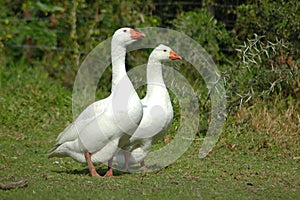 A geese couple