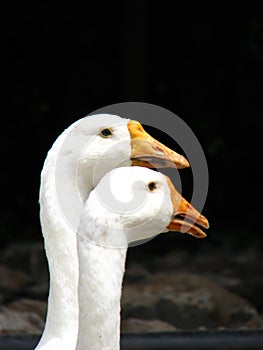 Geese Couple