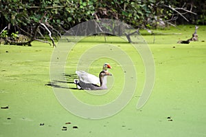 Geese couple swimming in pond covered with tiny green seaweed