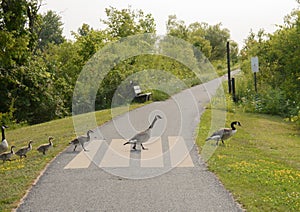 Geese crossing pathway