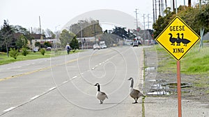 Geese Crossing sign with geese in the road