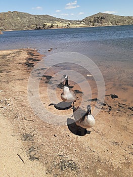 Geese at Crystal lake Curt Gowdy State Park Cheyenne Wyoming springtime