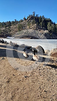 Geese at Curt Gowdy State Park