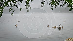 Geese and ducks on foggy lake in Bemidji Minnesota