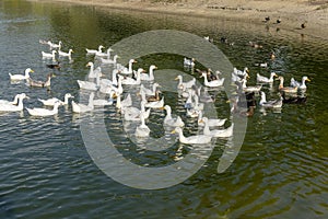 Geese and ducks on the pond