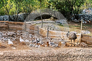 Geese and ducks walk in a clearing near a wooden fence next to a standing ostrich