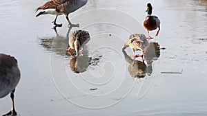 Geese and ducks walking, landing and sliding on ice. New England, US