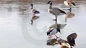 Geese and ducks walking, landing and sliding on ice. New England, US