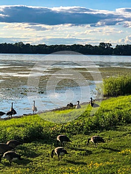 Geese eating on grassy shoreline