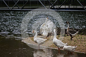 Geese are eating in the pool. Looks beautiful, natural