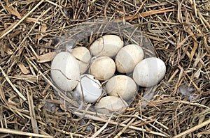 Geese eggs in a nest in the Dutch polder big netherlands nature