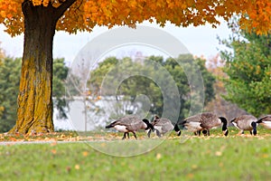 Geese in the fall photo