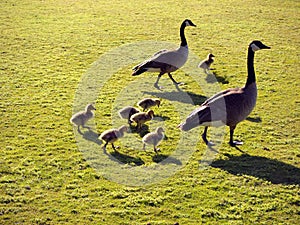 Geese family with goslings