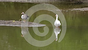 Geese family on muddy island