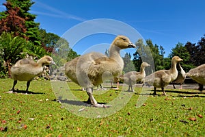 Geese family in spring