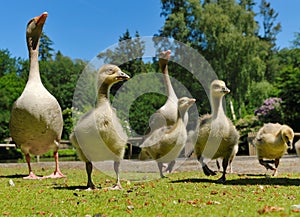 Geese family in spring