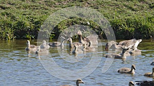 Geese family swim in