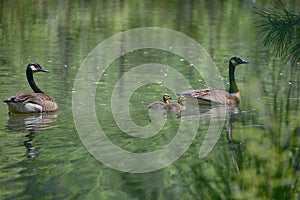 `The Geese Family Unit` Mr. and Mrs. Goose taking the goslings for a lunchtime swim