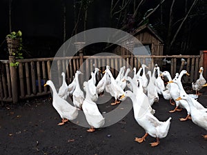 geese on the farm 01