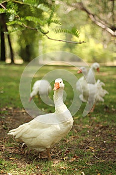 Geese in a farm