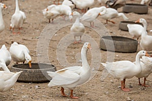 Geese at a farm
