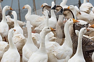 Geese at a farm