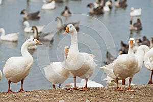 Geese at a farm