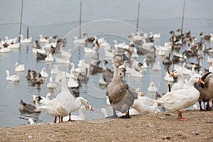 Geese at a farm