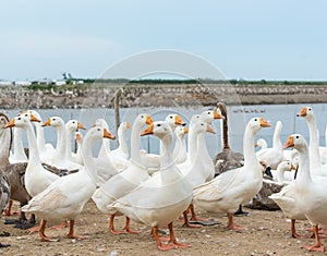 Geese at a farm