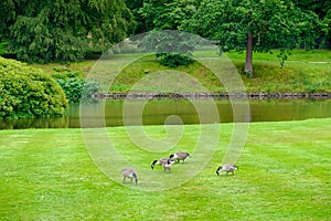 Geese feed on the lawn of the gardens of Lyme Hall historic English Stately Home and park in Cheshire, UK