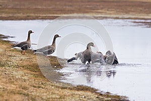 Geese fighting