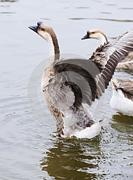 Geese flapping its wings