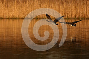 Geese in flight