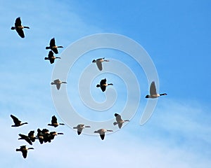 Geese in flight