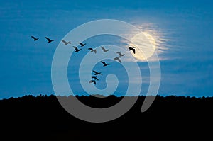 Geese in Flight