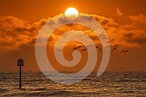 Geese in flight on a background of the rising sun on the beach at Dawlish Warren