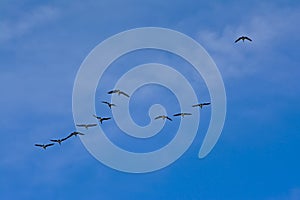 Geese in flight on a blue sky - Branta canadensis