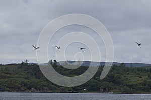 Geese in flight at Carragh an t-Sruith, Sound of Islay, Isle of Jura, Scotland