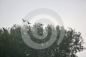 Geese in flight over tree