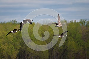 Geese in Flight Over the Trees