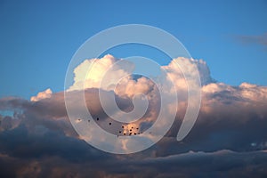 Geese in flight seen against pink tinged clouds photo