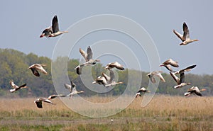 Geese flock