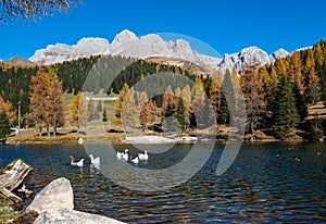 Geese flock on autumn alpine mountain pond not far from San Pellegrino Pass, Trentino, Dolomites Alps, Italy photo