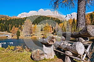 Geese flock on autumn alpine mountain pond not far from San Pellegrino Pass, Trentino, Dolomites Alps, Italy photo