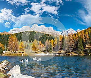 Geese flock on autumn alpine mountain pond not far from San Pellegrino Pass, Trentino, Dolomites Alps, Italy photo