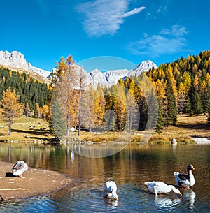 Geese flock on autumn alpine mountain pond not far from San Pellegrino Pass, Trentino, Dolomites Alps, Italy photo